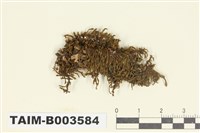 藏品(細鱗蘚科)的圖片